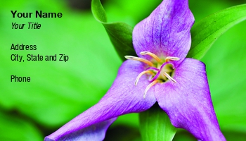 Featured Designs | Floral | Nature |--| At108657 | Beautiful | Flower | Purple | Tim Mainiero | Trillium