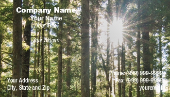 Featured Designs | Nature |--| At114482 | Beams | Bling | Evergreen | Forest | Forestry | Shine | Sunlight | Timothy Epp | Trees