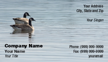 Featured Designs |--| At115144 | Bird | Birds | Canada | Float | Geese | Pair | Peacefully | Rippled | Timothy Epp | Water
