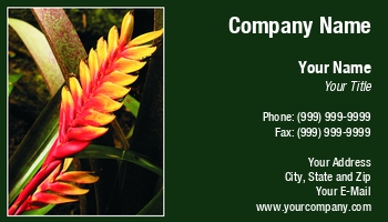 Featured Designs |--| At118425 | Bromelia | Lobster Claw | Maria Adelaide Silva | Mymonbijou | Tropical | Tropical Flower