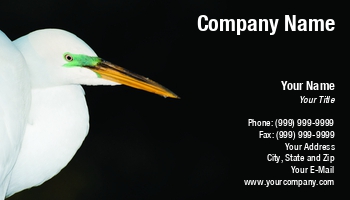 Featured Designs |--| Areas | At122899 | Background | Beautiful | Bird | Black | Breeding | Colors | Dark | Egret | Great | Great White Egret | Image | John J. Henderson | Southern | States | United | White