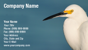 Featured Designs |--| At122900 | Bird | Egret | John J. Henderson | Snowy Egret