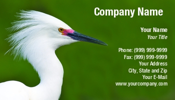 Featured Designs |--| Animal Photography | Areas | At122901 | Background | Bird | Breeding | Colors | Common | Egret | Flora And Fauna | Green | Including | John J. Henderson | Plant | Portrait | Resident | Snowy | Snowy Egret | Southern | Water | Wetlands