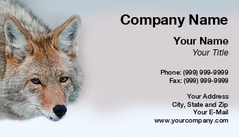 Featured Designs |--| At122912 | Coyote | Hunting | John J. Henderson | Portrait Photographer | Predator