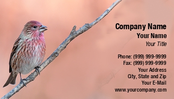 Featured Designs | Wild |--| Animal Doctor | At122952 | Background | Backyard | Bird | Birds | Birdwatchers | Branch | Colorful | Colors | Enjoyed | Feeders | Finch | Finches | John J. Henderson | Leaves | Oak | Pet Food | Pet Shop | Popular | Rose | Rose Finch | Tan | Tree | Veterinary Assistant | Veterinary Technician | Wildlife Photographer