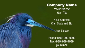 Featured Designs | Wild |--| At122954 | Bird | Blue Heron | Heron | John J. Henderson | Little Blue Heron | Wildlife Photography