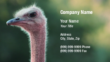 Animals | Farm | Featured Designs |--| Alice Day-ef | Animal Rescue | At124079 | Bird | Card | Gaze | Great | Image | Make | Ostrich | Steady | Trade | Zoo | Zookeepers | Zoologist