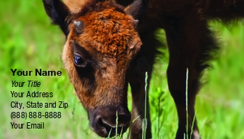 Animals | Featured Designs | Wild |--| Animal | Animal Husbandry | At124252 | Bison | Breeder | Buffalo | Calf | Conservation | Field | Grass | Grazing | Green | Herd | Husbandry | Lynn Cummings | Perfect | Wildlife
