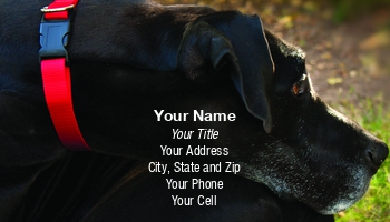 Featured Designs |--| Ad | Animal | At124547 | Black | Businesses | Clinic | Collar | Concept | Dog | Grass | Groomer | Labrador | Labrador Retriever | Lynn Cummings | Pet | Red | Rescue | Resting | Store | Trainer | Types | Veterinary | Work