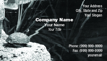 Animals | Featured Designs |--| At125048 | Black | Fairy Girl Cards | Life | Pond | Pool | Quite | Reptile | Rock | Sitting | Turtle | Water | White