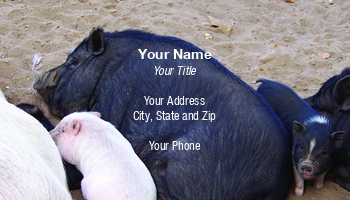 Farm | Featured Designs |--| At126956 | Babies | Bacon | Fairy Girl Cards | Farmers | Hog Farming | Hogs | Mother | Nap | Pig | Pork | Ranch | Ranch Manager | Sun | Warm