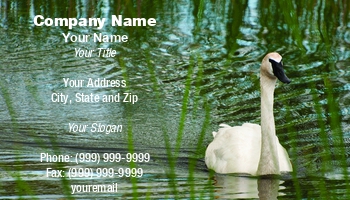 Featured Designs | Sports | Swimming |--| At131674 | Bird | Green | Les Palenik | Swan | Trumpeter | Water