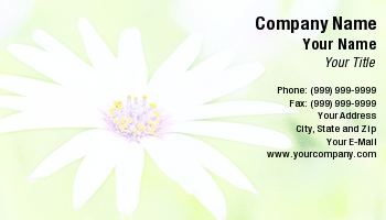 Featured Designs |--| At139780 | Blooming | Daisy | Jc Lee | Valley | White