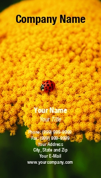 Featured Designs | Garden | Nature | Trades |--| Achillea | At165797 | Close | Flower | Head | Insect | Ladybird | Red | Setting | Steve Woods | Yellow