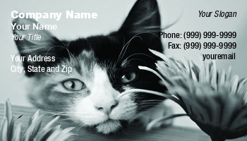 Animals | Featured Designs |--| At165818 | Black | Cat | Cute | Female | Flowers | Fun | Kitten | Portrait | Portrait Photographer | Posing | Steve Woods | White | Young