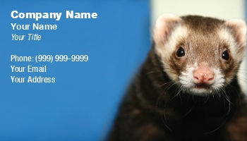 Featured Designs |--| #039 | At169998 | Curious | Ferret | Meet | Named | Pet | Probably | Quot | Simon | Suzi Nelson | Sweetest