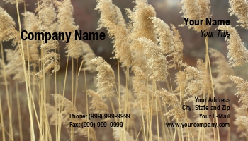 Featured Designs | Nature |--| At171274 | Dry | Gordana Sermek | Sedge | Wind