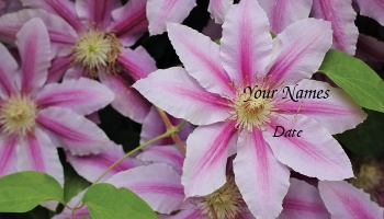 Featured Designs | Floral | Garden | Nature | Trades |--| At170614 | Clematis | Colorful | Flower | Gordana Sermek | Pink | Vibrant