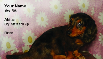 Featured Designs |--| At181758 | Dachshund | Dapple | Dog | Haired | Jomar Aplaon | Long | Pausing | Pet | Puppy