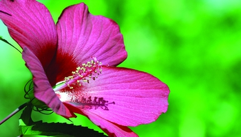 Featured Designs | Floral | Nature |--| At186804 | Business | Card | End | Flower | High | Template | Vladimir