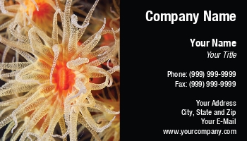 Aquatic | Featured Designs | Nature | Ocean |--| At196771 | Flower | Indonesia | Komodo | Red | Soren Egeberg | Yellow