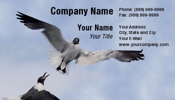 Animals | Featured Designs | Nature | Ocean |--| At23498 | Bird | Birds | Dinner | Fighting | Fish | Flying | High | Seagulls | Thomas Picard | Water