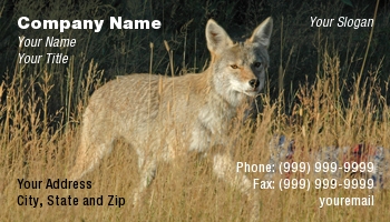 Featured Designs |--| At24608 | Coyote | Mike Denhof | Rocky Mountain Wildlife