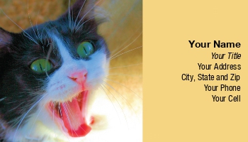 Animals | Domestic | Featured Designs |--| Allyson Kitts | At24988 | Cat | Pet