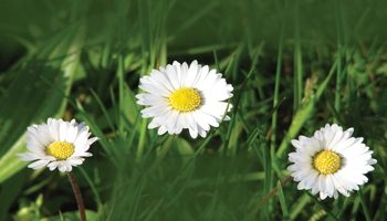 Featured Designs | Floral | Nature |--| Ali Taylor | Arrangers | At25725 | Card | Companies | Daisies | Designers | Florists | Grass | Great | Green | Landscape | Landscapers | Lawn | Maintenance | Shows | White