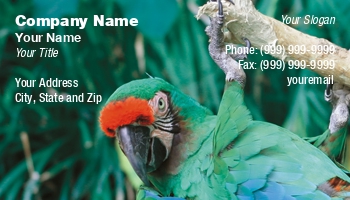 Featured Designs |--| Alice | Alice Mary Dehaven-herden | At28155 | Bird | Parrot