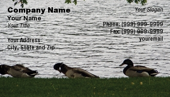 Featured Designs |--| At29263 | Bird | Drake | Duck | Ducks | Mallard | Robin Tomaszewski