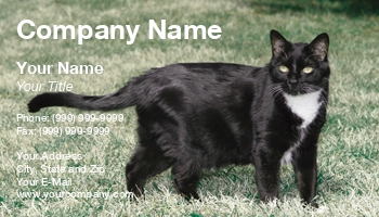 Animals | Featured Designs | Veterinarian |--| At29428 | George Pappas | Persian Cat