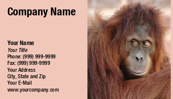 Animals | Featured Designs |--| Animal | Ape | At29652 | Cheeky | Cute | Exotic Animal | Exotic Pets | Face | Monkey | Norma Cornes | Orang | Orangutan | Primate | Utan | Zoo