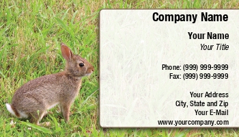 Animals | Featured Designs |--| At206249 | Image | Rabbit | Todd Arena | Wildlife Photographer | Wildlife Photography