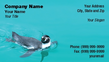 Featured Designs | Sports | Swimming | Wild |--| Animal | At212971 | Biology | Black | Blue | Industries | Marine | Marine Biology | Mr Chris Elwell | Penguin | Perfect | Related | Viewer | Water | White | Wild Animal