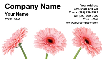 Featured Designs |--| At217360 | Background | Beautiful | Daisy | Florist | Flowers | Gerbera | Oksana Struk | Pink | White