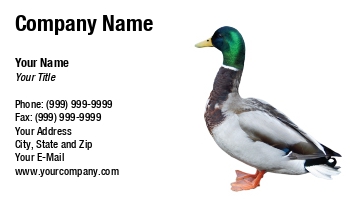 Featured Designs |--| At219674 | Background | Bird | Chris Bradshaw | Clubs | Duck | Duck Hunting | Enthusiasts | Farms | Hunters | Isolated | Lovers | Mallard | Suitable | Watching | White | Wildlife