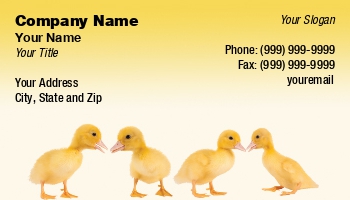 Easter | Featured Designs | Holiday |--| Anneke Schram | At221039 | Combined | Ducklings | Holiday | Newborn | Photo | Poultry | Poultry Farm | Related | Subjects | Used