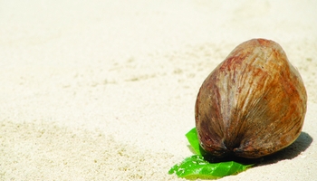 Beach | Featured Designs | Fruit | Nature | Trades |--| At221297 | Beach Resort | Coconut | Image | Luis Santos | Restaurant | Sand