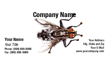 Featured Designs |--| At231210 | Background | Black | Close | Color | Common | Fly | Hans-joachim Schneider | Insect | White
