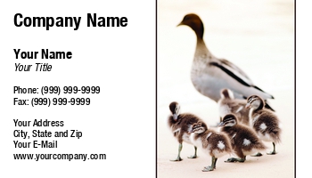 Animals | Featured Designs |--| Animal | At232176 | Card | Dealing | Duck | Ducklings | Great | Image | Pet | Pet Shop | Pets | Photographers | Standing | Tim Hester | Veterinary Technician