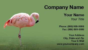 Animals | Featured Designs | Nature | Wild |--| Animal | Animal Rescue | Animal Shelter | At235699 | Background | Bird | Bird Watchers | Birds | Chilean | Colorful | Exotic | Exotic Birds | Flamingo | Green | Henrik Lehnerer | Image | Keywords | Outside | Phoenicopterus | Pink | Tags | Tropical | Tropical Birds | Wildlife | Zoo | Zoological | Zoology