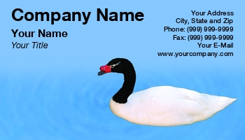 Featured Designs | Nature | Sports | Swimming |--| At236837 | Bird | Duck | Duck Hunting | Henrik Lehnerer | Image | Lake | Option | Photographers | Swim | White | White Duck | Wildlife