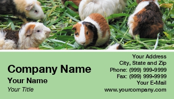 Featured Designs |--| At230777 | Guinea Pig | Naphazynths Chanthvongsvi | Pet | Rodents | Wildlife