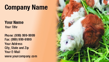Featured Designs |--| At230781 | Guinea Pig | Naphazynths Chanthvongsvi | Pet | Rodents | Zoo