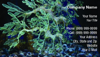 Animals | Aquatic | Featured Designs |--| Adventure | Aquarium | At239638 | Awesome | Business | Card | Dolphin | Exotic | Galaxy | Lesya Castillo | Life | Maintenance | Mammal | Marine | Metaphor | Photography | Plant | Romantic | Sale | Sea | Seashell | Sunrise | Template | Tranquillity