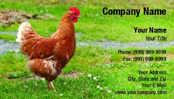 Farm | Featured Designs | Nature |--| Agriculture Produce | Alpine | Animal | At241865 | Barny | Bird | Brown | Brown Egg | Chicken | Chickens | Cock' | Farming | Feeding | Field | Fowl | Fowls | Free Range | Free-range | Gallinacean | Gallinaceous | Grass | Hen | Laying | Niels Quist Petersen | Poultry | Production | Pullet | S Comb
