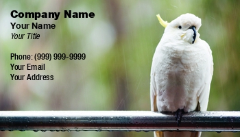 Featured Designs | Nature | Wild |--| At240224 | Bird | Bird Photography | Bird Watching | Cacatua | Card | Cockatoo | Exotic | Exotic Pets | Galerita | Great | Image | Parrot | Pet | Pet Portrait | Pets | Tim Hester | White | Wildlife