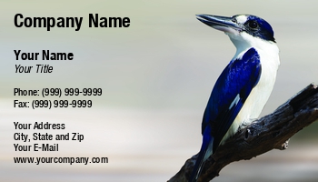 Featured Designs | Nature |--| At243226 | Bird Watching | Close | Fritz Hiersche | Image | Kingfisher | Photography | Red Backed | Wildlife | Zoologist | Zoology