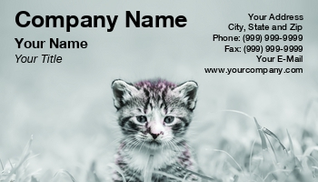 Animals | Domestic | Featured Designs | Garden | Nature | Trades |--| Alex Grichenko | Animal | At243524 | Black | Cat | Cute | Gaze | Grass | Kitten | Kitty | Look | Lovely | Outdoor | Pet Photography | Pet Portrait | Photograph | Pose | Relax | Sitting | Veterinary | White